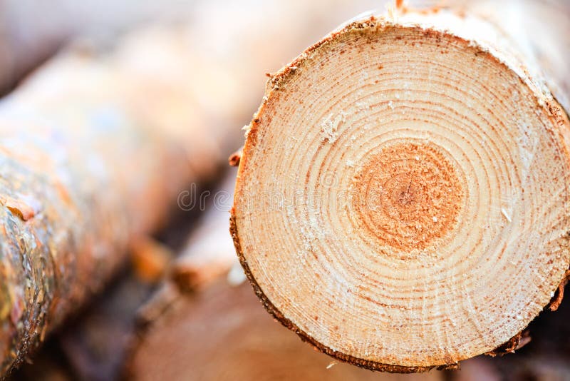Anelli annuali sul legno segato del legname del pino fotografie stock Anelli annuali sul legno segato del legname del pino fotografie stock