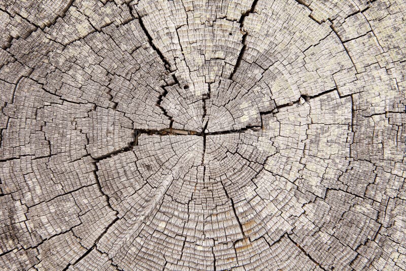 Anelli di albero del legname galleggiante con le crepe immagine stock Anelli di albero del legname galleggiante con le crepe immagine stock