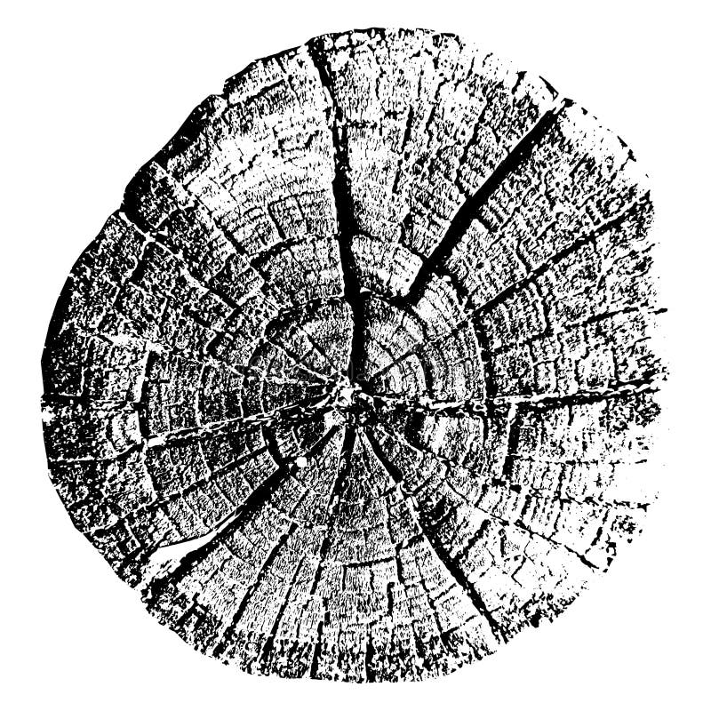 Anelli di crescita. legno di taglio naturale. illustrazione vettoriale di traccia.