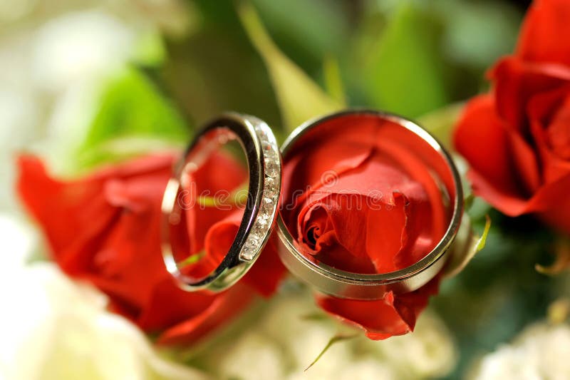 Anelli su rose rosse immagini stock libere da diritti