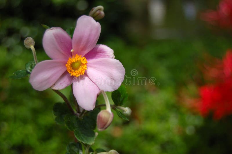 anemonblomma arkivfoto anemonblomma arkivfoto