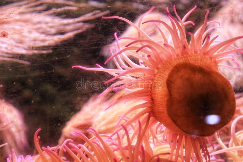 Anemone and Algae in an aquarium stock photo Anemone and Algae in an aquarium stock photo