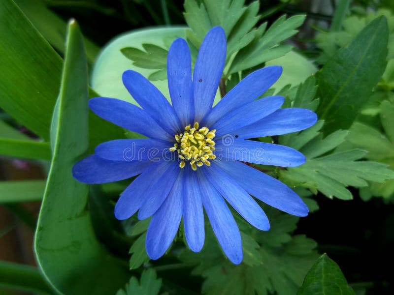 Anemone Blanda blu nel legno immagine stock libera da diritti Anemone Blanda blu nel legno immagine stock libera da diritti