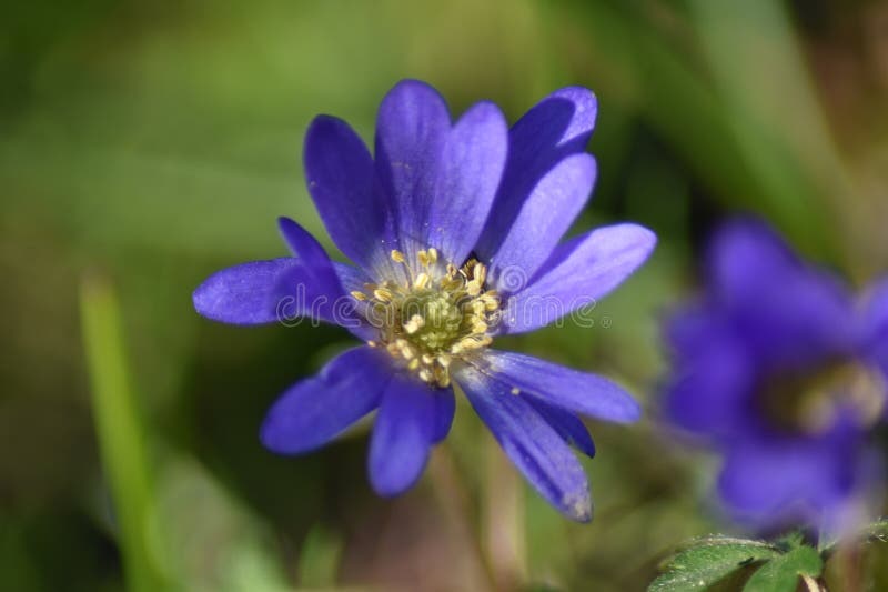 Anemone blanda Blue Shades stock photo. Image of strahlenanemone