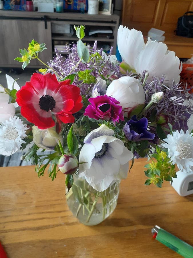 Anemone Bouquet Red and White Stock Image Image of plant, houseplant
