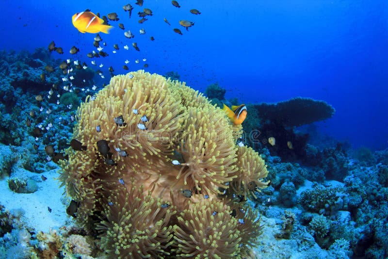Anemone City stock photo. Image of anemonefish, hard - 20513832