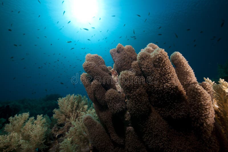 142,855 Coral Underwater Life Stock Photos - Free & Royalty-Free Stock ...