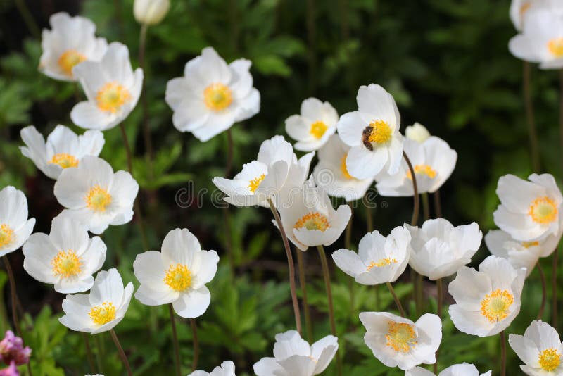 Anemone Cultivar, White Flowers in a Garden Stock Image Image of