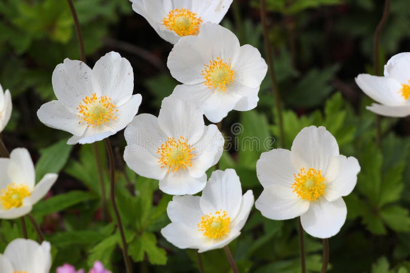 Anemone Cultivar, White Flowers in a Garden Stock Photo - Image of ...