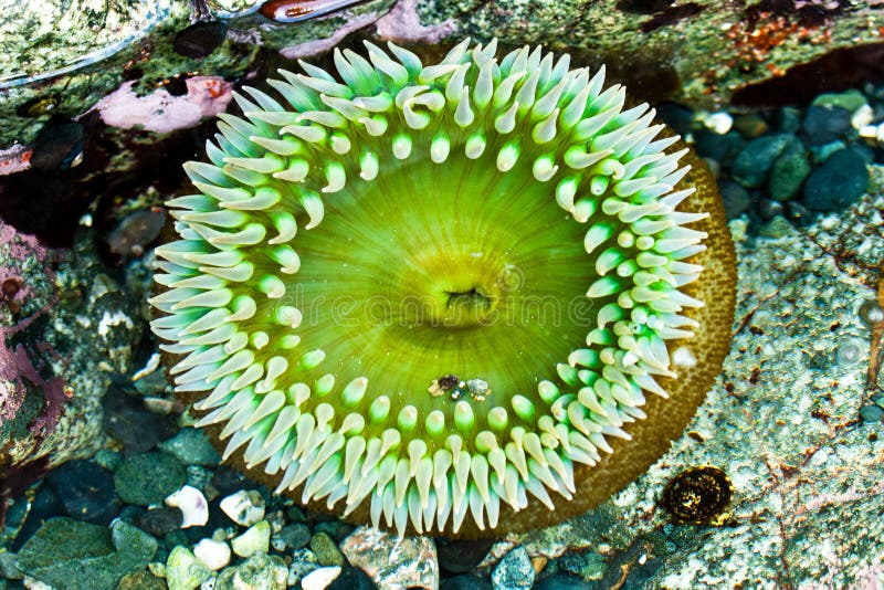 Close Up of Sea Anemone with Green Oral Disk. Close Up of Sea Anemone with Green Oral Disk