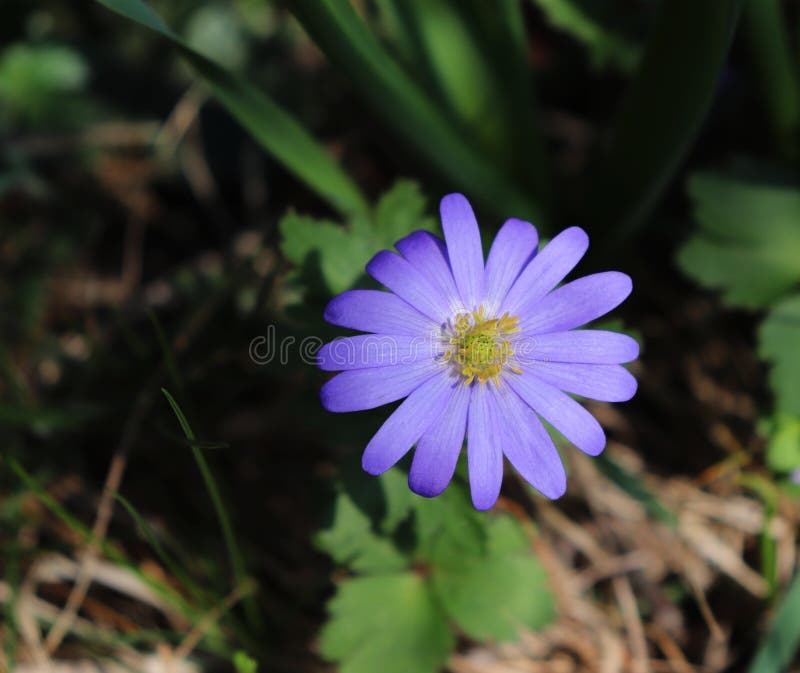 Anemone del Balcani, windflower greco o windflower di inverno, una molla in anticipo di fioritura del fiore blu adorabile Anemone immagine stock Anemone del Balcani, windflower greco o windflower di inverno, una molla in anticipo di fioritura del fiore blu adorabile Anemone immagine stock