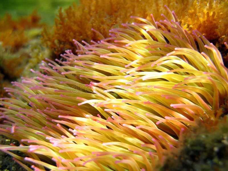 Close-up view of sea anemone, Banyuls sur mer mediterranean, France. Close-up view of sea anemone, Banyuls sur mer mediterranean, France