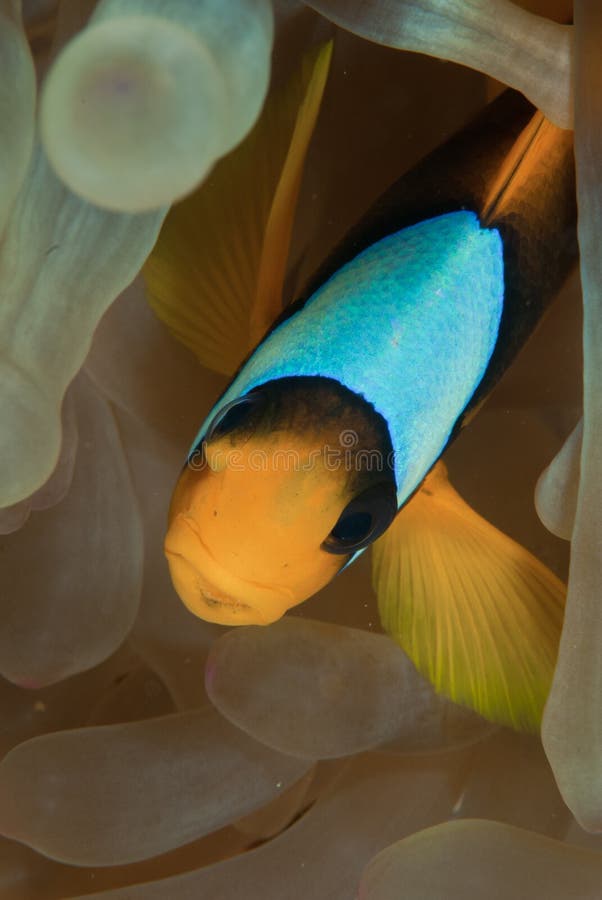 Anemone fish