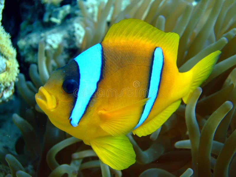 Anemone fish