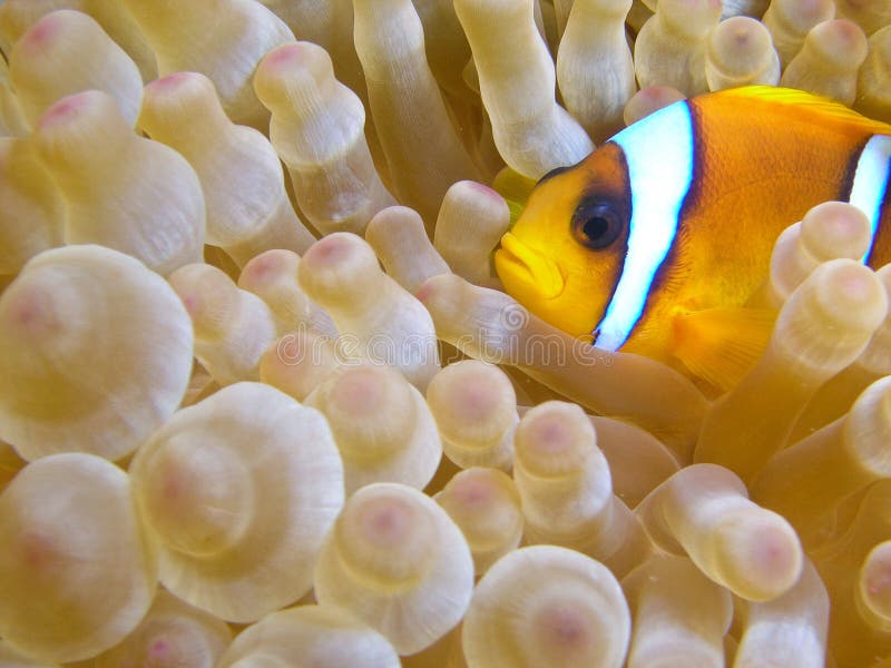 Anemone fish - NEMO