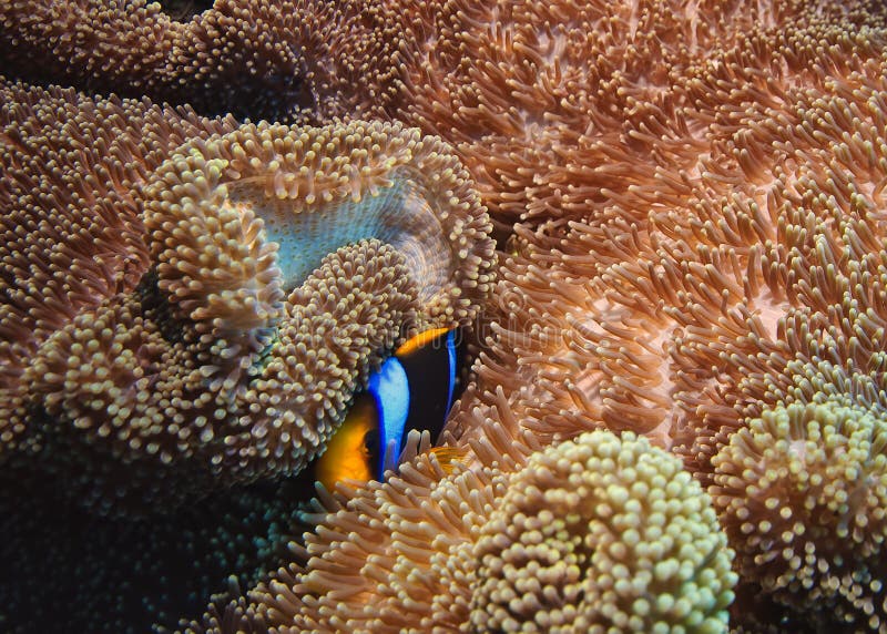 Anemone Fish over Coral reef, australia