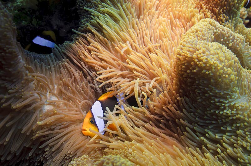 Anemone Fish over Coral reef, australia