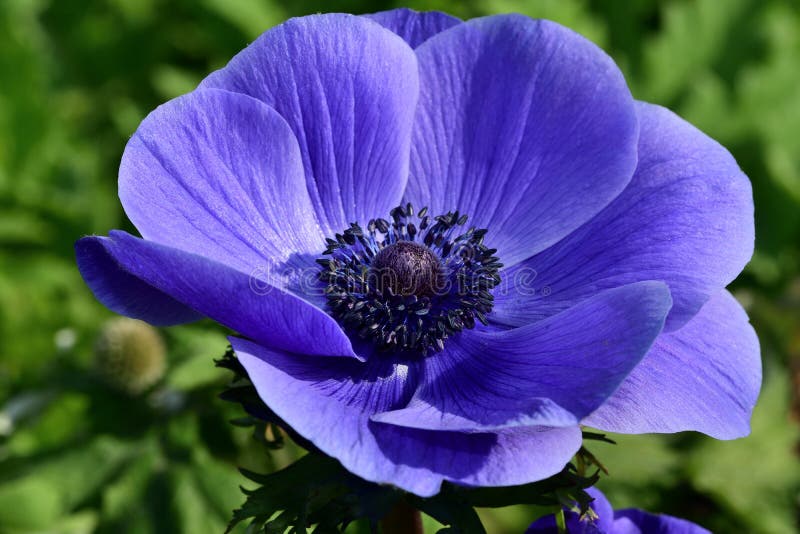 Anemone Flower photo stock. Image du couleur, horticulture - 141118862