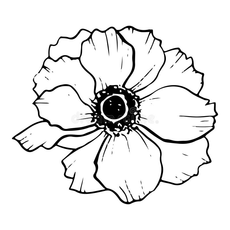 Poppy Flower Field Graphic Black White Landscape Sketch Illustration ...