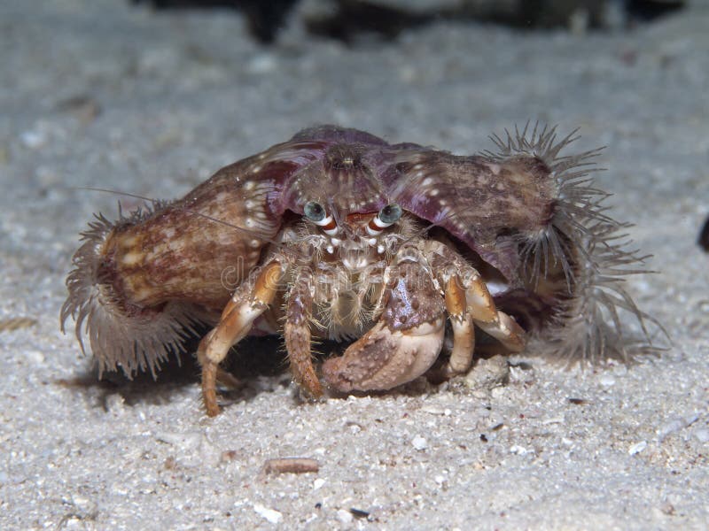 Anemone hermit crab stock image