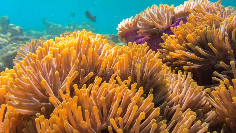 水着・ラッシュガード alam Anemone bottom alam Anemone bottom