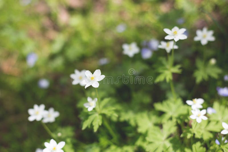 Anemone nemorosa flowers in the forest in a sunny day. Wild anemone, windflowers, thimbleweed royalty free stock photography Anemone nemorosa flowers in the forest in a sunny day. Wild anemone, windflowers, thimbleweed royalty free stock photography