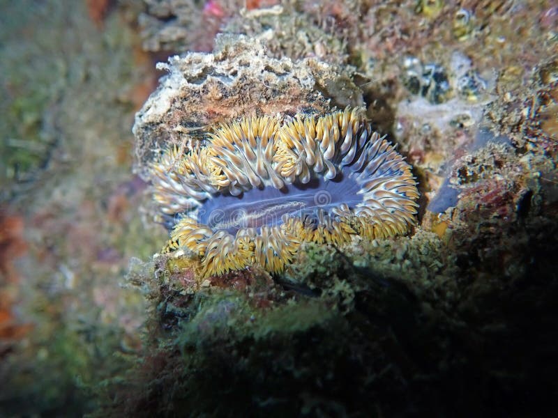 Anemone phymanthus crufer obrazy royalty free