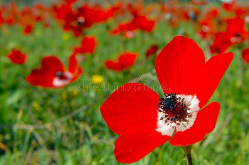 Anemone Poppy Flowers