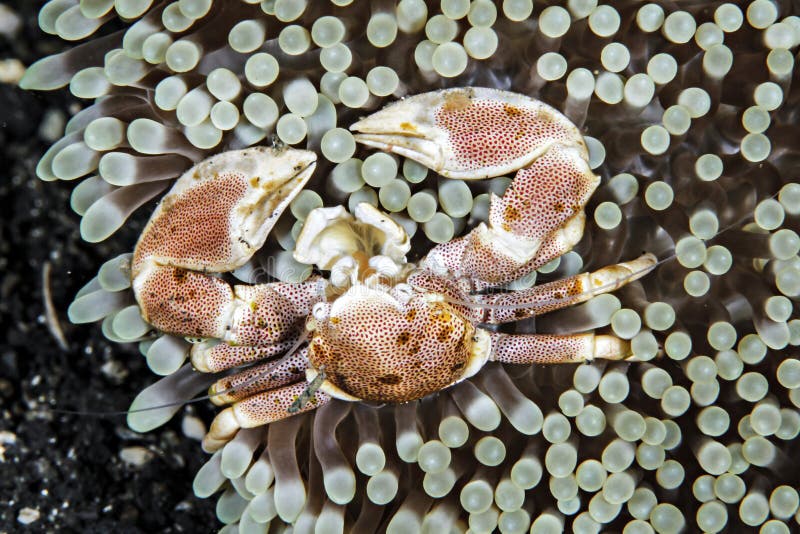 Anemone Porcelain Crab royalty free stock image