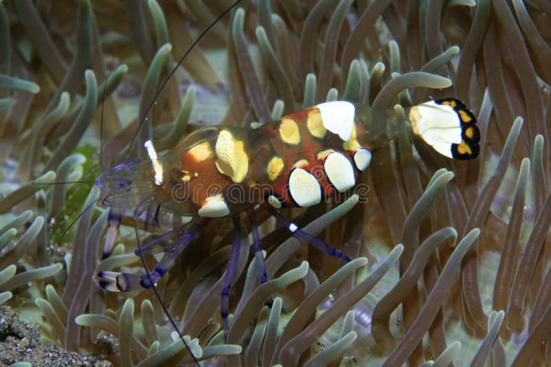 Anemone shrimp stock photos