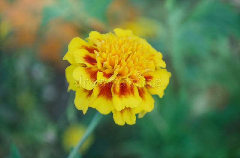 Soft Lemon Yellow Marigold. Stock Photo Image of growing, green