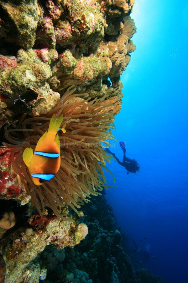 Anemone und Clownfish und Unterwasseratemgerät-Taucher stockfoto Anemone und Clownfish und Unterwasseratemgerät-Taucher stockfoto