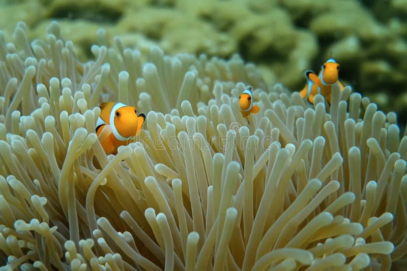 Anemone under the sea in the cockburn  island of Myanmar