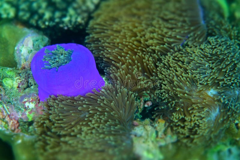 Anemone under the sea in the cockburn  island of Myanmar