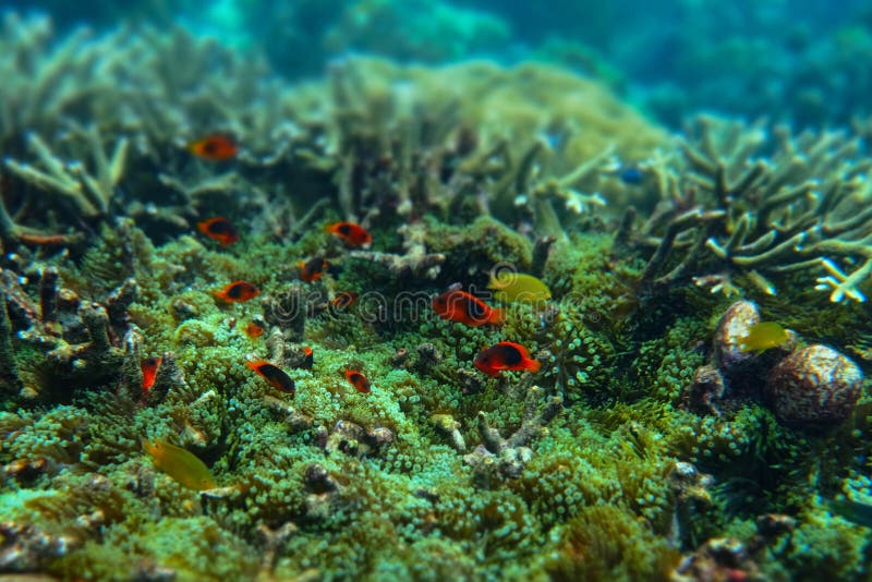 Anemone under the sea in the cockburn  island of Myanmar