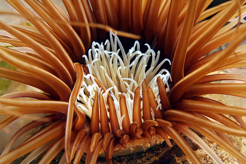 A closeup underwater photo of an sea-rose ( anemone ). A closeup underwater photo of an sea-rose ( anemone )