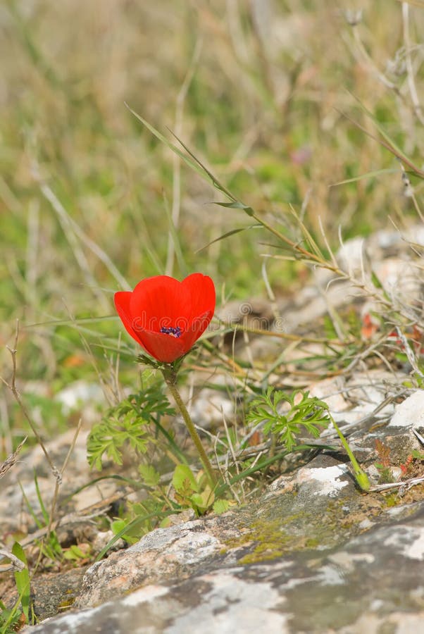 Single red anemone in nature. Single red anemone in nature