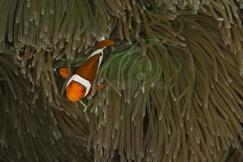 Anemonefish