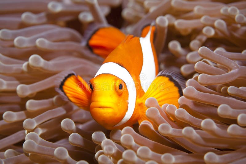 Anemonefish