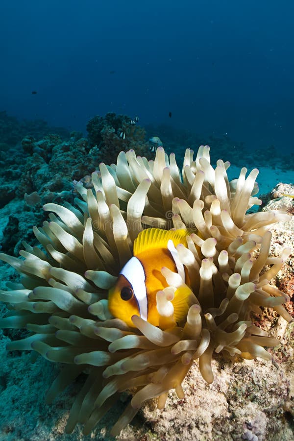 Anemonefish