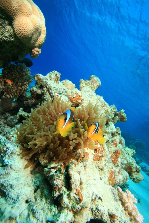 Download Anemonefish Anemonowy Bąbel Zdjęcie Stock - Obraz złożonej z woda, tropikalny: 13331646