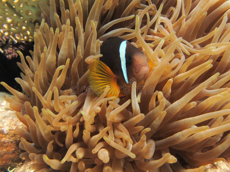 Anemonefish, das in einer Anemone sich versteckt stockfoto Anemonefish, das in einer Anemone sich versteckt stockfoto