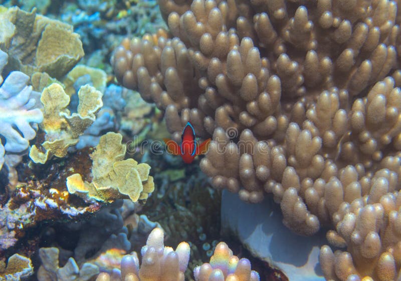 Anemonefish im Korallenriff, Unterwasserfoto Orange clownfish untersuchen Kamera Neugierige und nette Nemo-Fische stockbilder Anemonefish im Korallenriff, Unterwasserfoto Orange clownfish untersuchen Kamera Neugierige und nette Nemo-Fische stockbilder