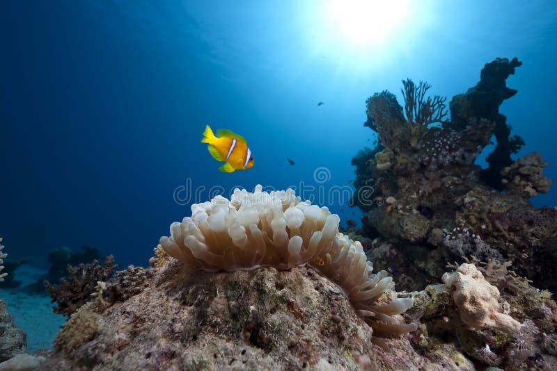 Anemonefish, ocean and bubble anemone