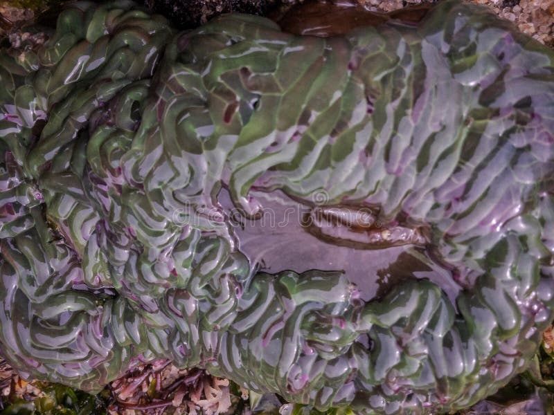 Actiniaria waiting for the tide to rise again royalty free stock photo