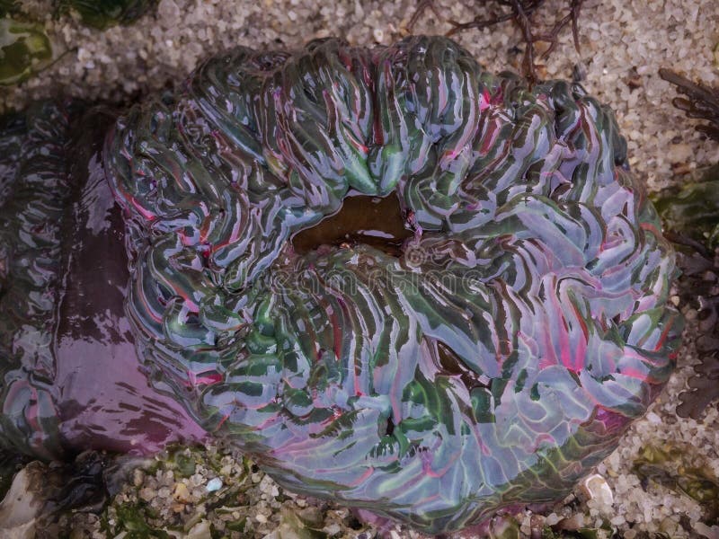 Actiniaria waiting for the tide to rise again royalty free stock image