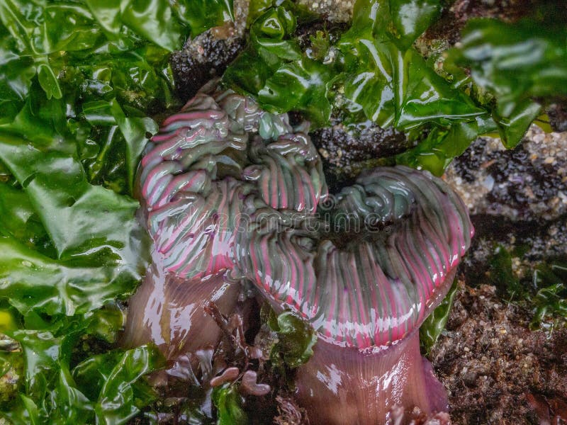 Actiniaria waiting for the tide to rise again royalty free stock photography