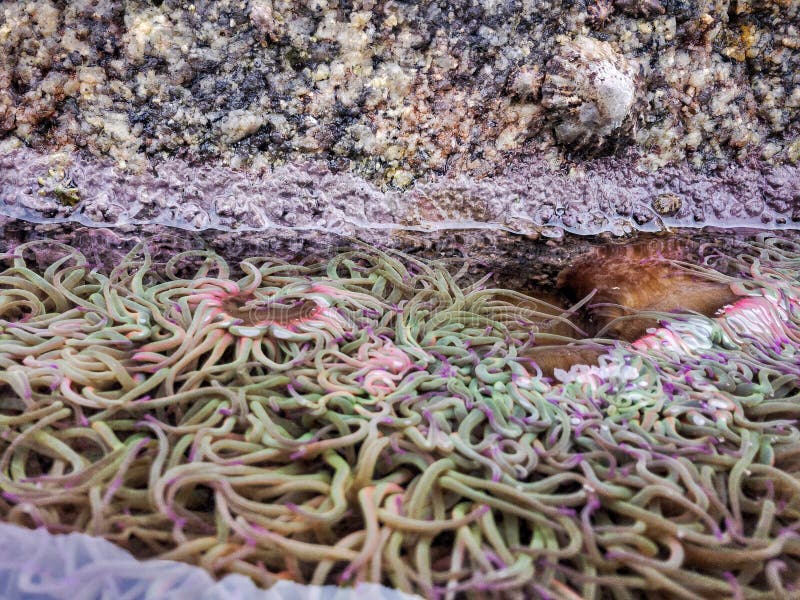 Actiniaria waiting for the tide to rise again royalty free stock photo