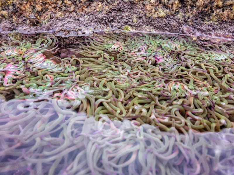Actiniaria waiting for the tide to rise again royalty free stock photography