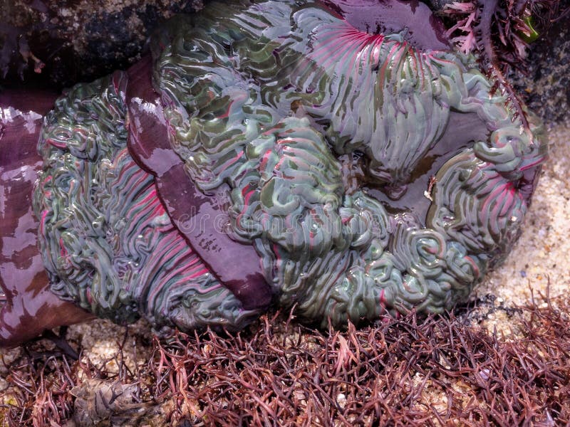 Actiniaria waiting for the tide to rise again royalty free stock photo